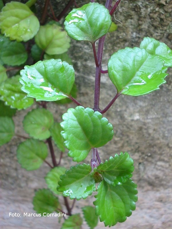 [plectranthus_nummularius_009.jpg]