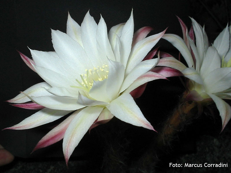 [Echinopsis+subdenudata+(1).jpg]