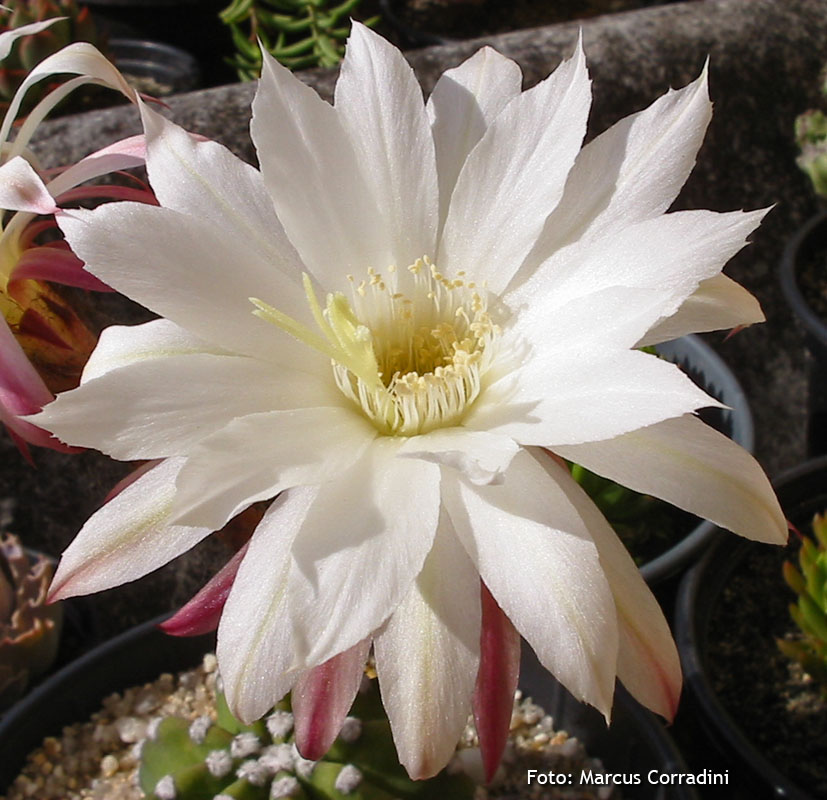 [Echinopsis+subdenudata+(2).jpg]