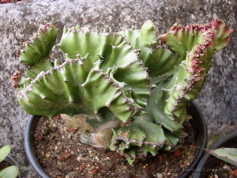 [Euphorbia_lactea_cristata.jpg]