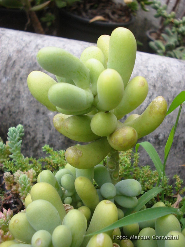 [Sedum+allantoides.jpg]