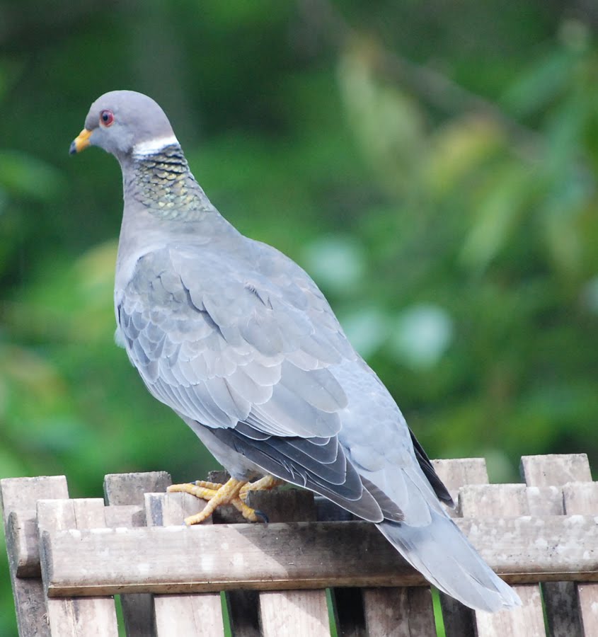 Mudbay BirdHouse BandTailed Pigeon