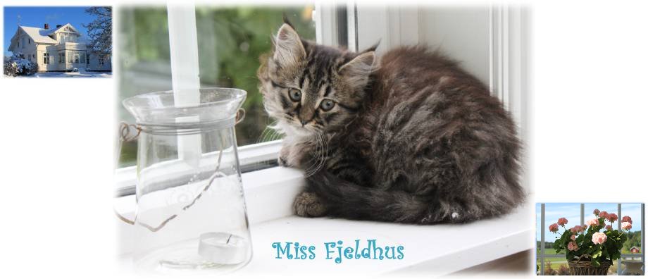 Miss Fjeldhus