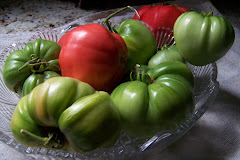 Tomatoes 2009 season