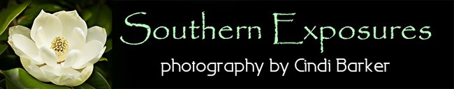 Southern Exposures