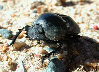 The Scarab The Scarab