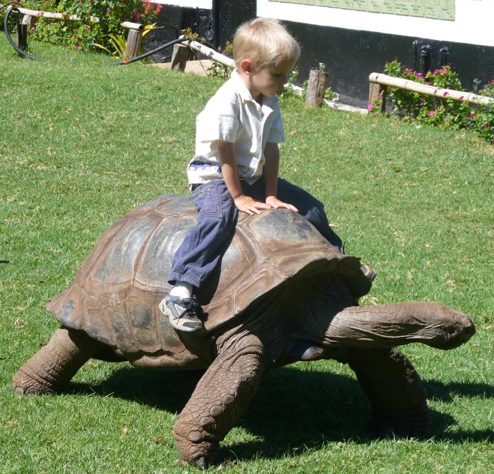[child_riding_tortoise.jpg]