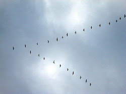 birds north flying winter rain texas freezing incoming fort worth