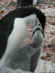 Mother Chinstrap Penguin feeding chick, Hannah Pt, Livingston Island