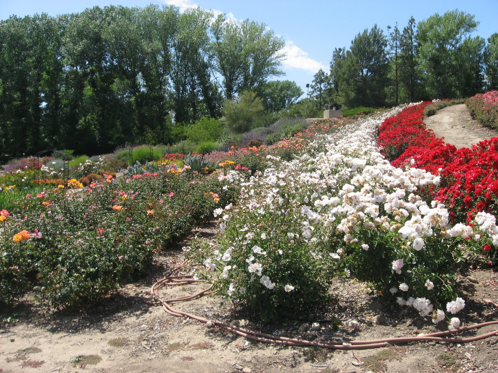 Daily Temecula Off the Beaten Path Temecula's Rose Haven Heritage Garden