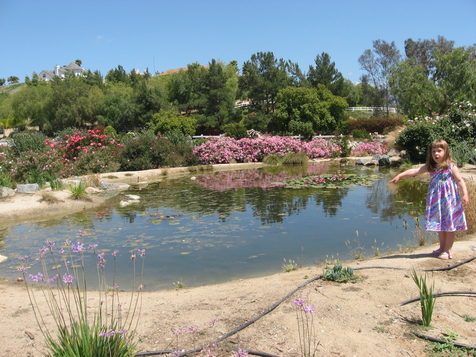 Daily Temecula Off the Beaten Path Temecula's Rose Haven Heritage Garden