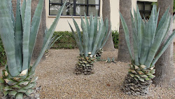 Look like giant Pineapples