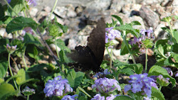 WINGED BEAUTY