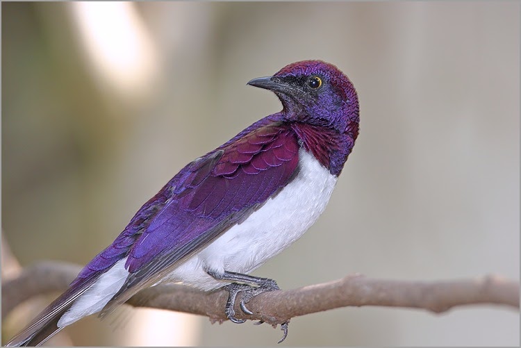 Comme Un Oiseau Sur Une Branche Bien plus que des mots...: Comme un oiseau sur une branche