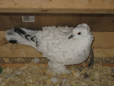Frill Back Pigeon