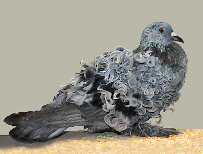 Frill Back Pigeon