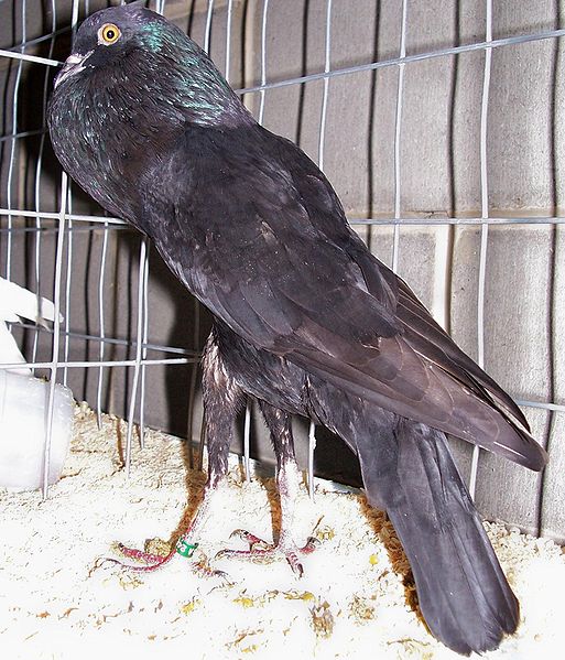 Brunner Pouter Pigeon ENCYCLOPEDIA OF PIGEON BREEDS