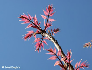 Acajou de Chine
