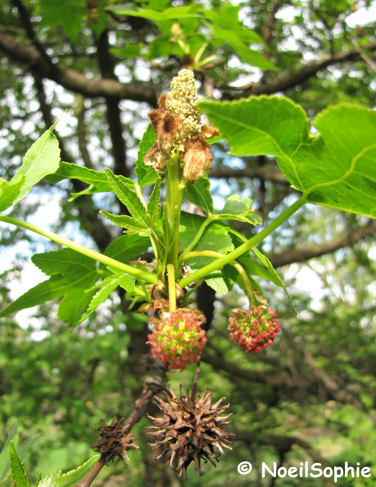 fruit du liquidambar styraciflua