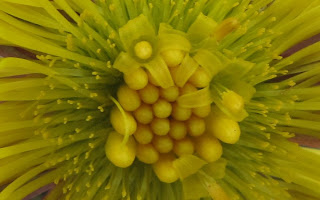 Tussilage