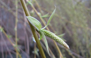 Bourgeon saule pleureur