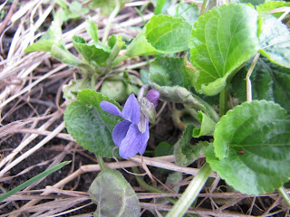 Violette