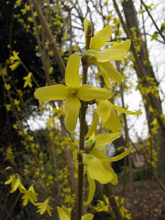 Forsythia