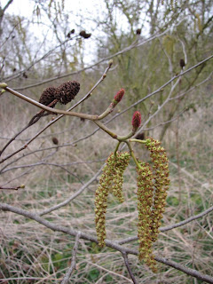 Fleurs aulne glutineux
