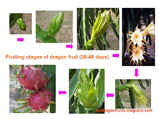 Dragon Fruit Plant Growth Stages