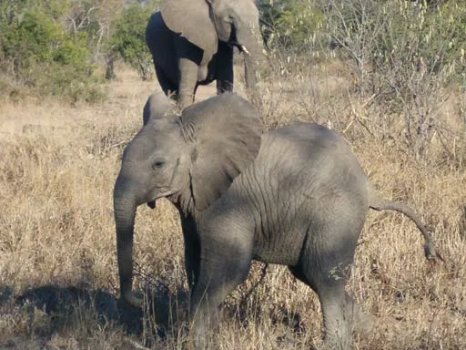 Safari, Sobre ver os big five e outros animais na Africa