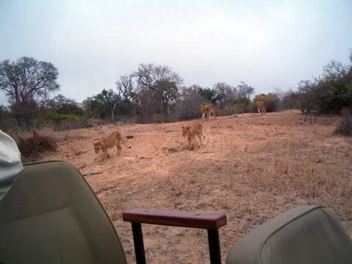Safari, Sobre ver os big five e outros animais na Africa