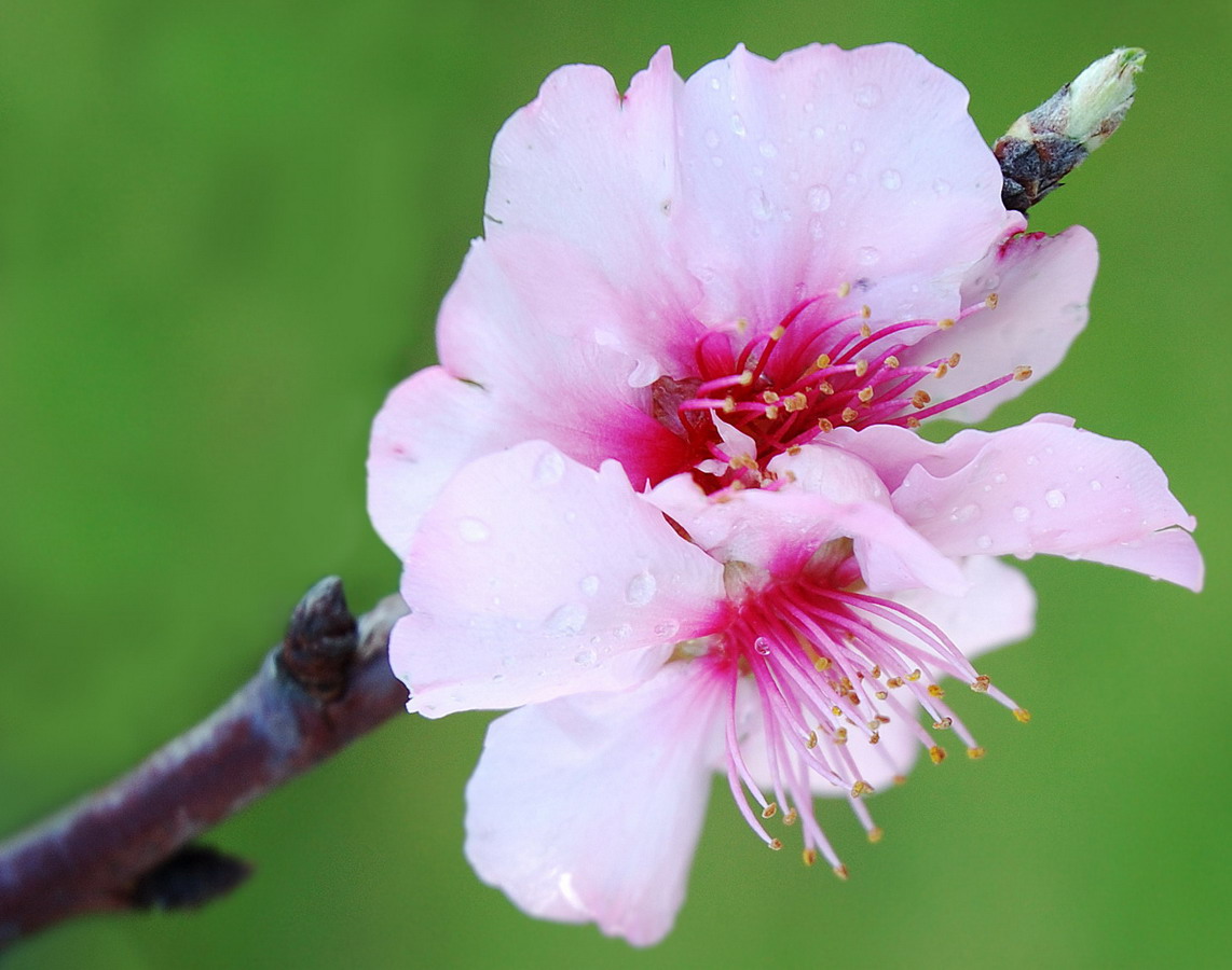 NicolaRobyn Events Seasonal Wedding Flowers Spring
