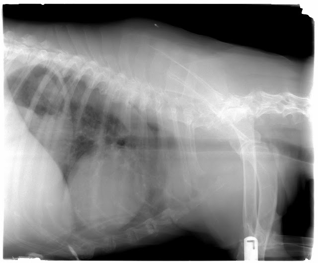 Hokiecoyote Blog Old Dog Lungs?