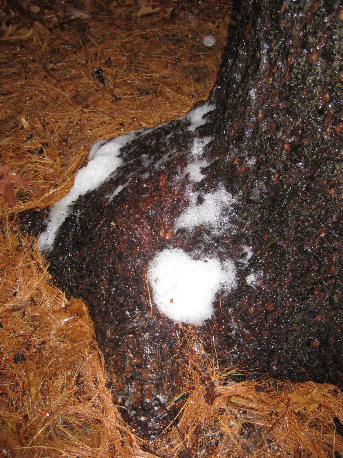 Celebrate Science: Take a Look: Backyard Wonders