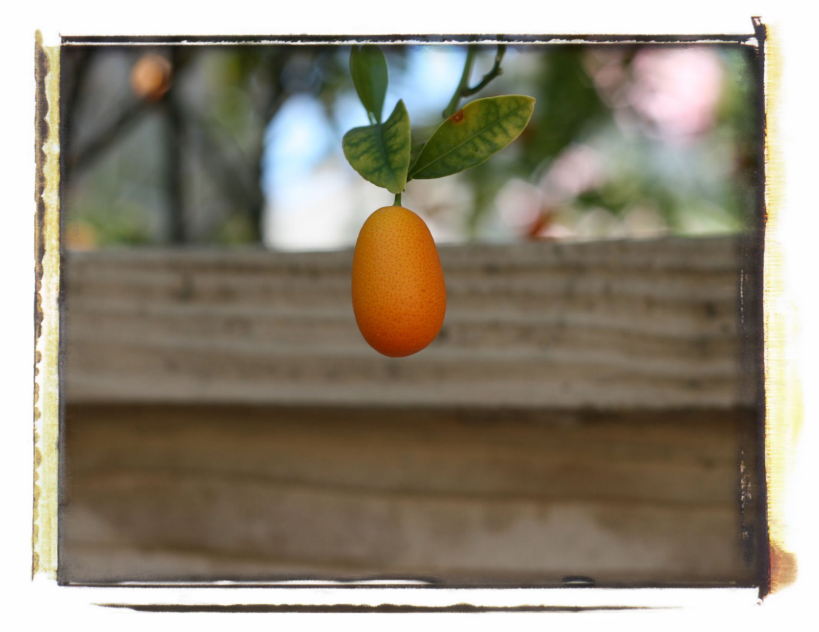[kumquat.jpg]