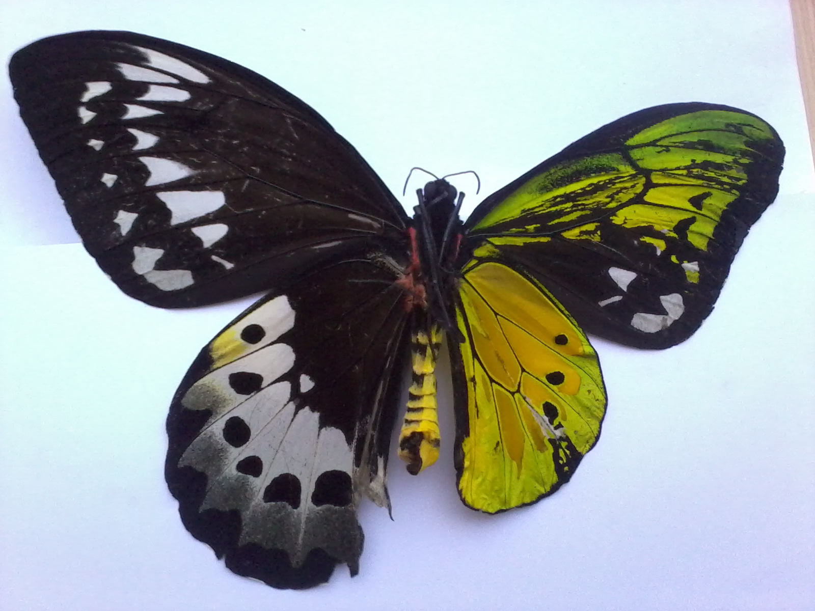 KINGS RARITIES BUTTERFLIES Beautiful Gynandromorph kings-rarities-butterflies-beautiful-gynandromorph