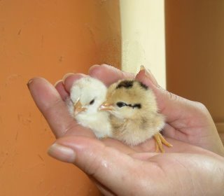 Baby+chicks.gif
