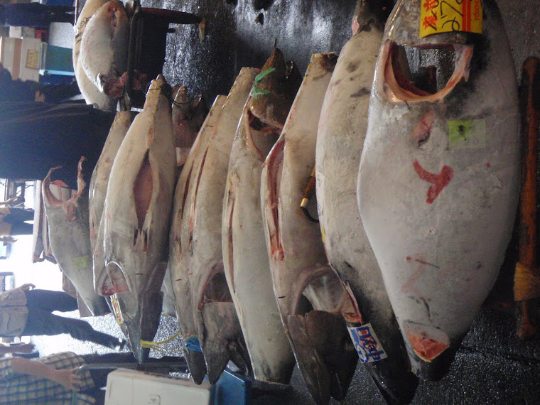 Fish market in Tokyo
