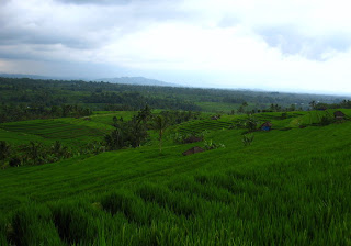 Rice farming