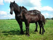 The Friesian horse