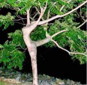 [dancingtree.jpg]