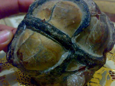 [batu-kupang-11.jpg]