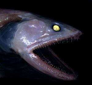[deepsea5.jpg]