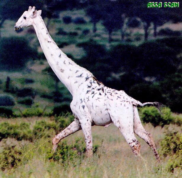 [Albino_WhiteGiraffe_Runs-by_Askar_Isabekov.jpg]