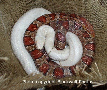 [albino-ratsnake.jpg]