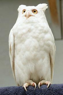 [ap_owl_080411_ssv.jpg]