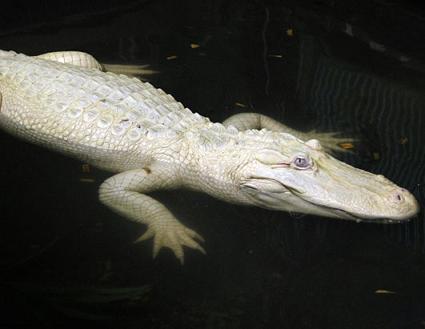 [ap_alligator_080411_ssh.jpg]