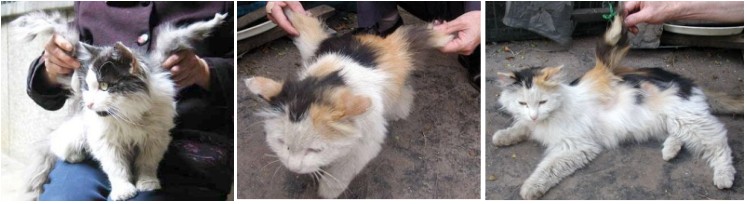 [chinese-wingedcat.jpg]