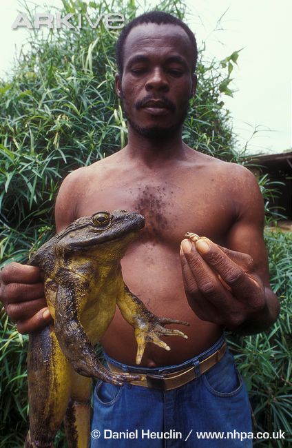 [%09%09%09%09%09%09%09%09%09%09large-Goliath-frog-being-held-and-compared-to-the-tiny-reed-frog.jpg]