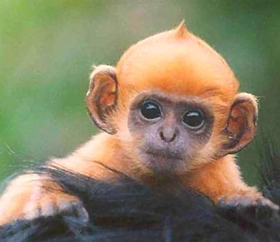 [Baby_ginger_monkey.jpg]